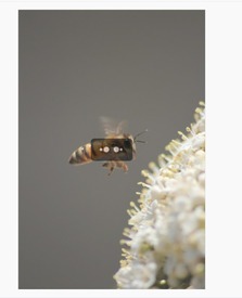abeja con ícono de carga sobre fondo gris